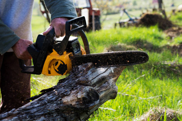 How Our Tree Care Process Works  in  West Miami, FL